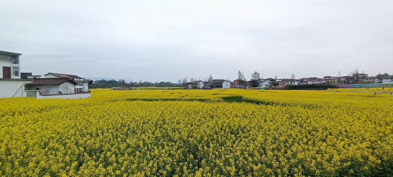 2022年南郑油菜花