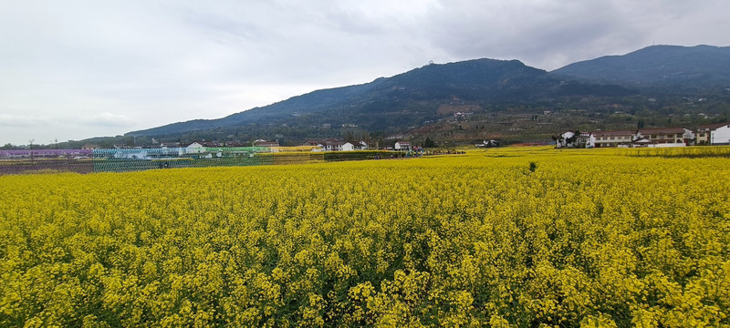 2022年南郑油菜花