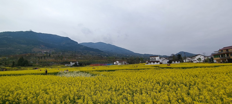 2022年南郑油菜花