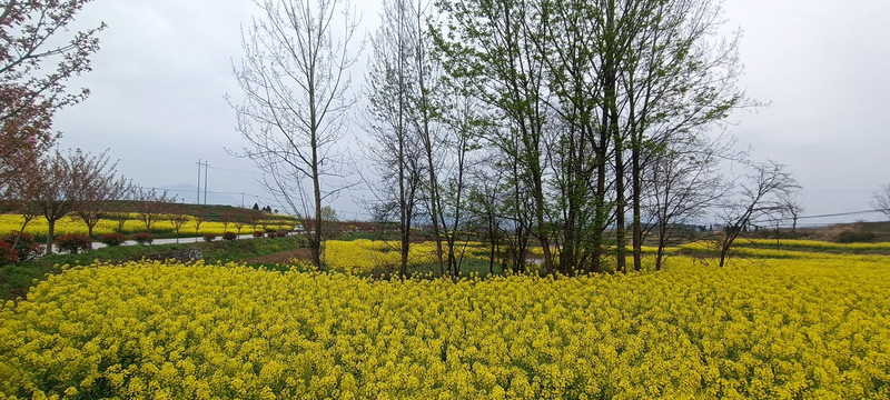 2022年南郑油菜花