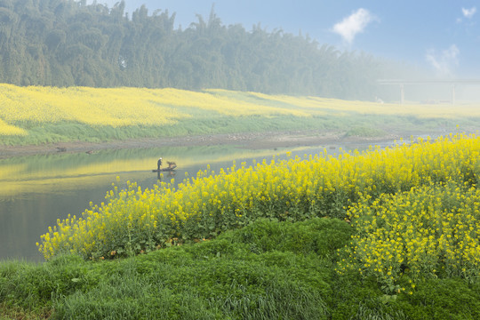 油菜花河流小船田园风光