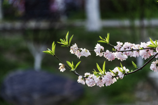 盛开的桃花特写