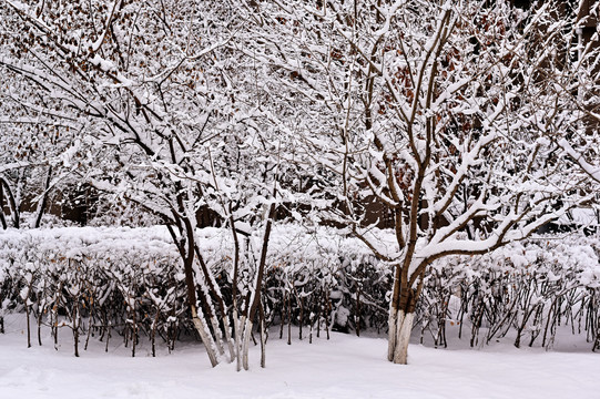 春雪