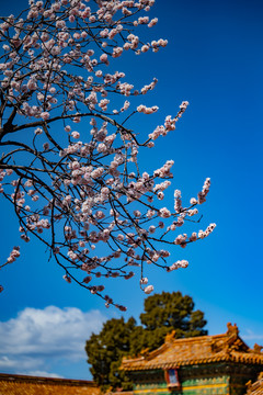 宫内花开