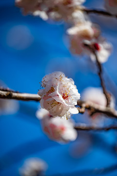 宫内花开