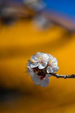 宫内花开