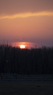 夕阳日落晚霞森林树木公园