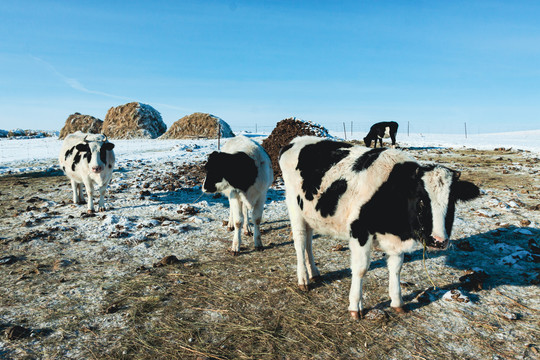 冬季饲养牛群