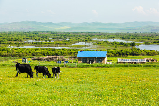 草原湿地民居奶牛