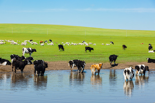 草原夏季牛群羊群水中
