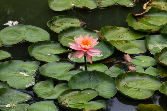 粉色莲花特写