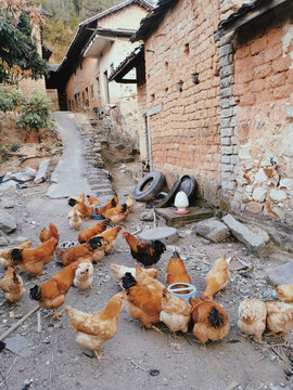 乡村农家散养鸡