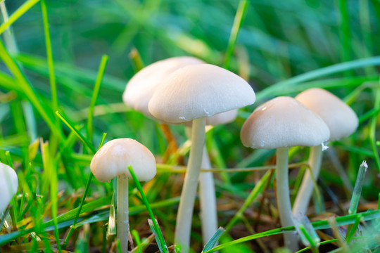 草丛里的野生蘑菇