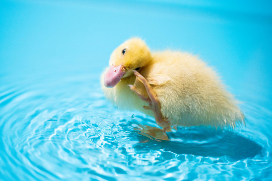 黄色小鸭子游泳
