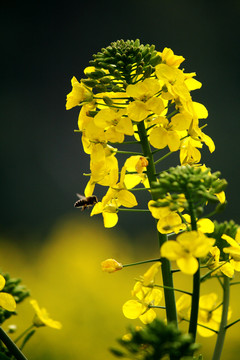 油菜花