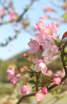 樱花