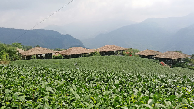 高山茶叶生态茶园