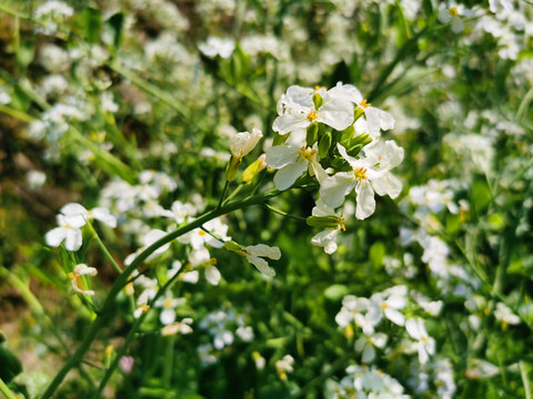 油菜花