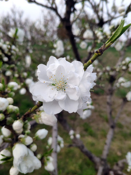 桃花