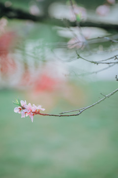 春日樱花