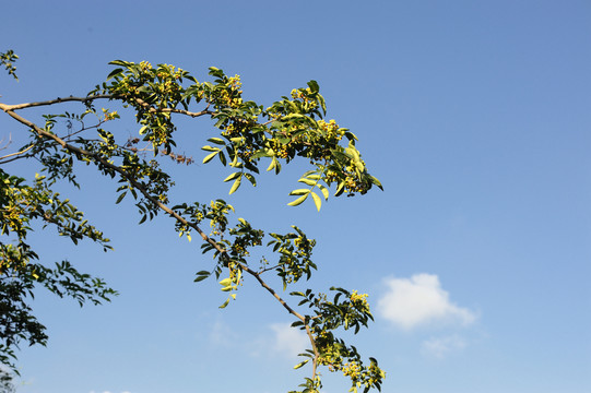 种花椒