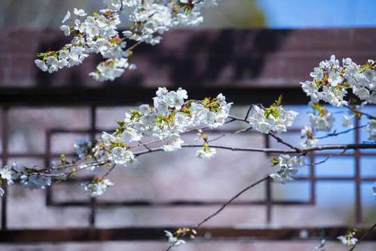 樱花