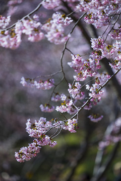 樱花