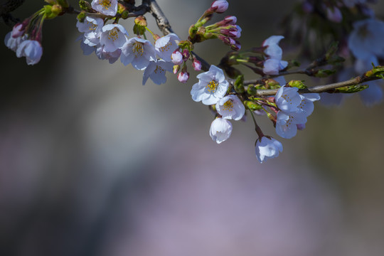 樱花