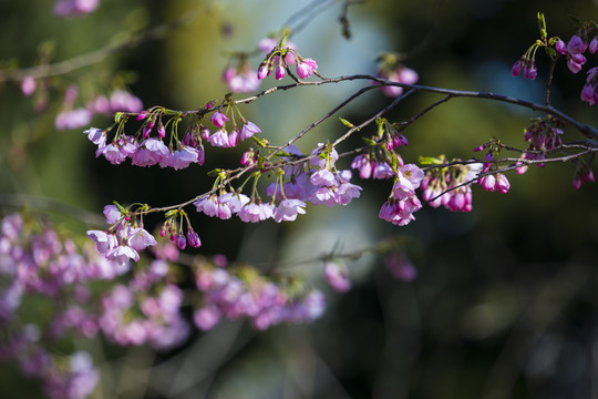 樱花