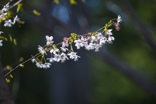 樱花