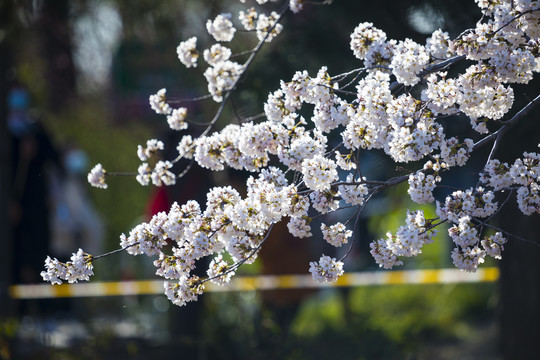 樱花