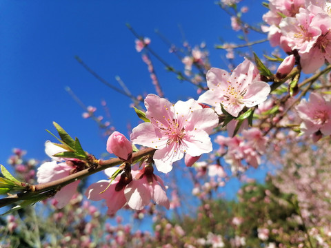 桃花枝