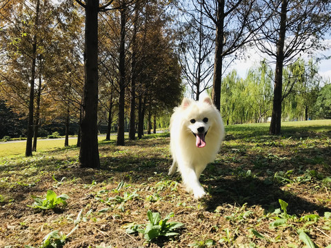 奔跑中的白色萨摩耶