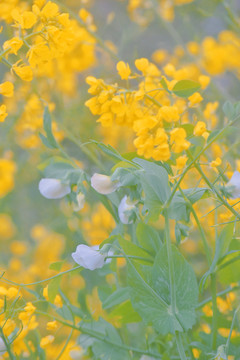 春天盛开的金色油菜花