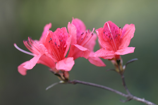 杜鹃花