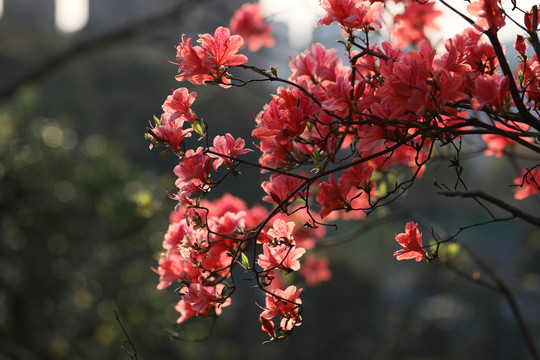 杜鹃花