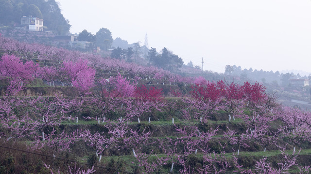 桃花民居