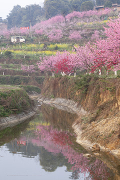 桃花蜿蜒水渠