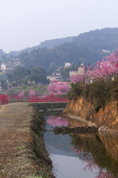 桃花盛开民居水面光影