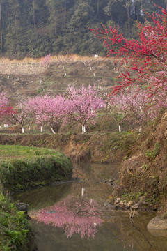 光影桃花水面光影