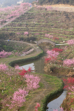 光影桃花美丽乡村