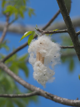 木棉花果实