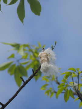 木棉花果实