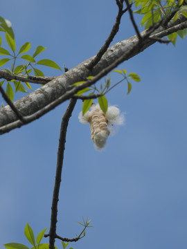 木棉花果实