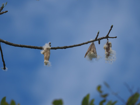 木棉花果实