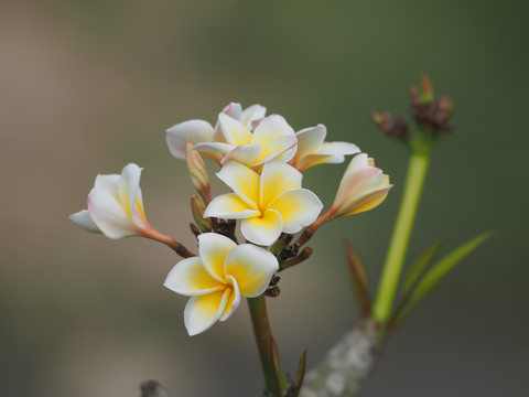 鸡蛋花