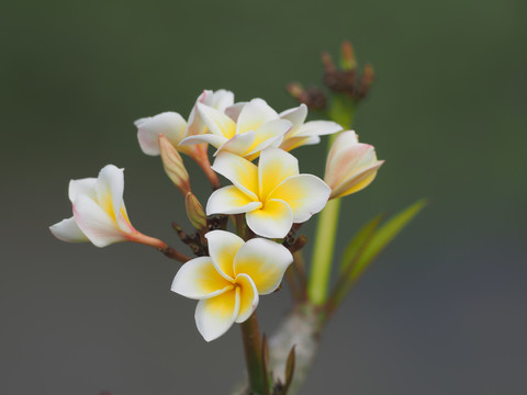 鸡蛋花