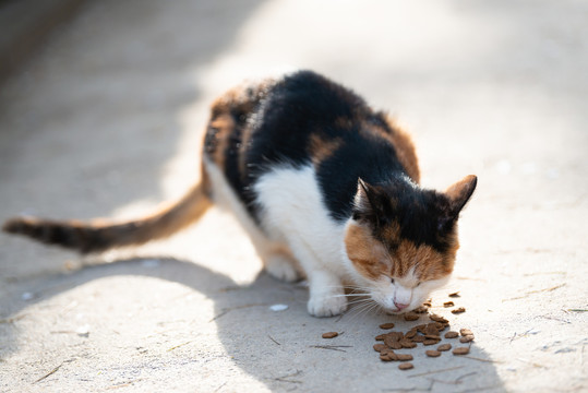 流浪猫