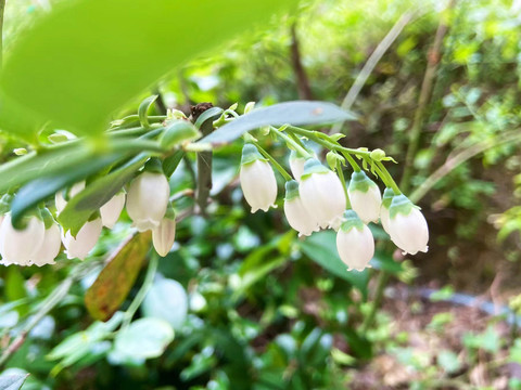 蓝莓花