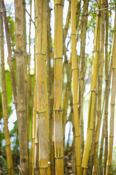 黄金竹